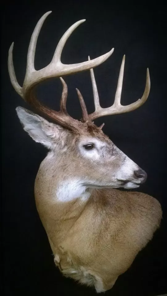 Whitetail Mount 17