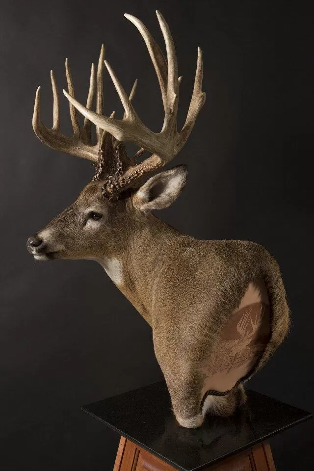 Whitetail Mount 18