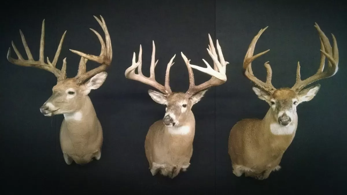 Whitetail Mount 20