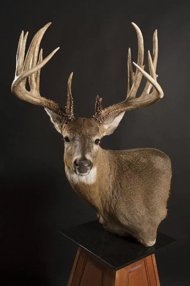Whitetail Mount 19