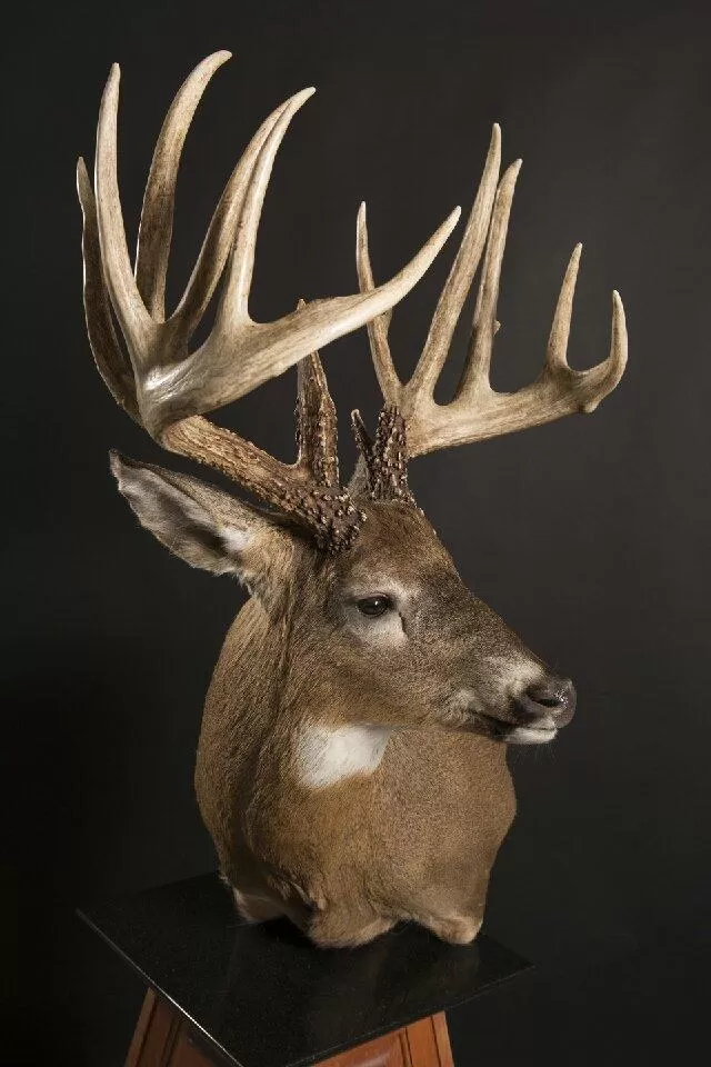 Whitetail Mount 21