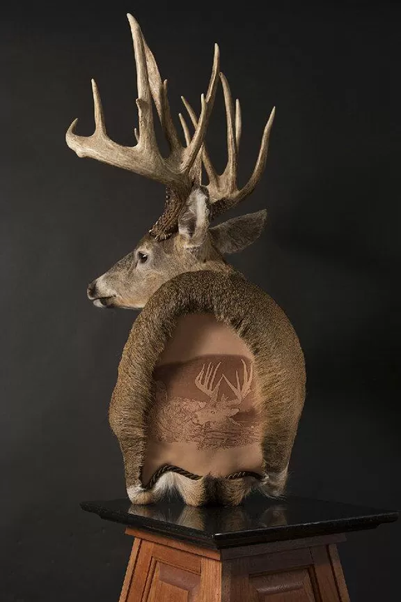 Whitetail Mount 22