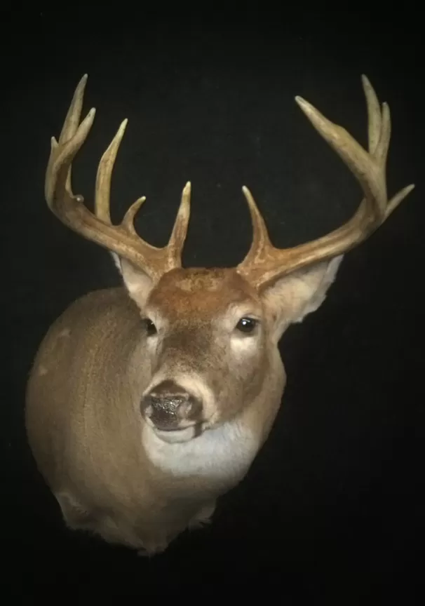 Whitetail Mount 23