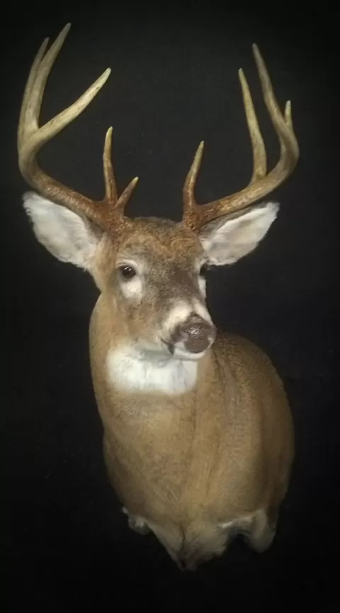 Whitetail Mount 24