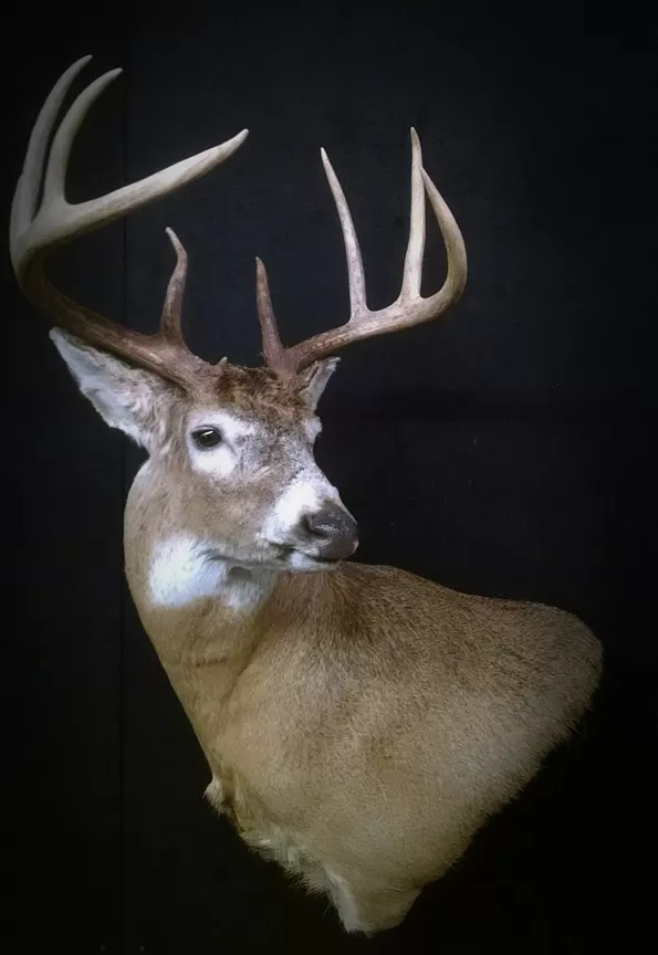 Whitetail Mount 25