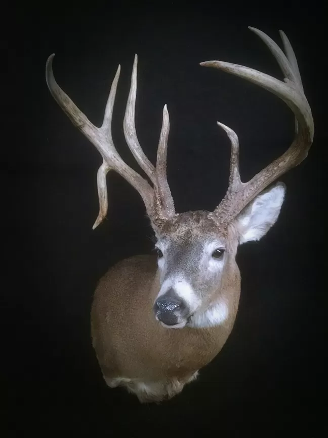 Whitetail Mount 26