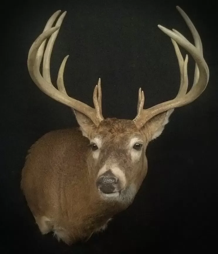 Whitetail Mount 27