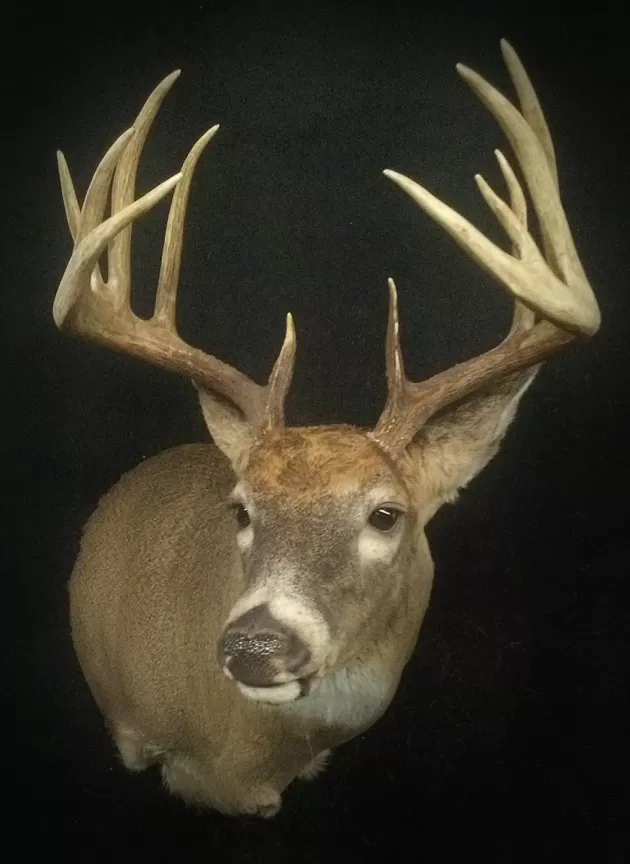 Whitetail Mount 28