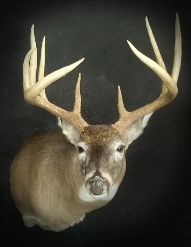 Whitetail Mount 30