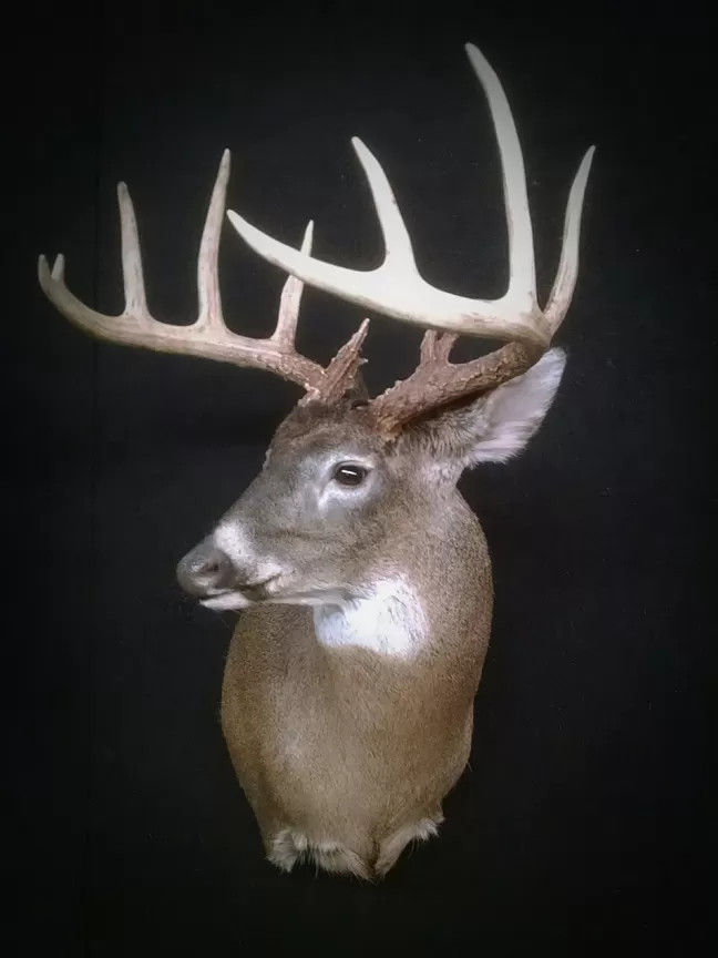 Whitetail Mount 29
