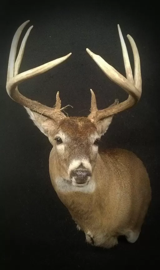 Whitetail Mount 31