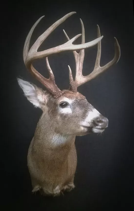 Whitetail Mount 32