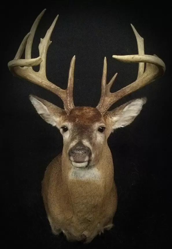 Whitetail Mount 33