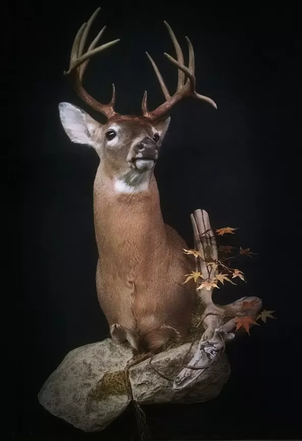 Whitetail Mount 34