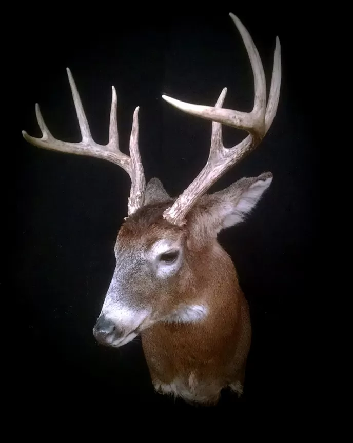 Whitetail Mount 35