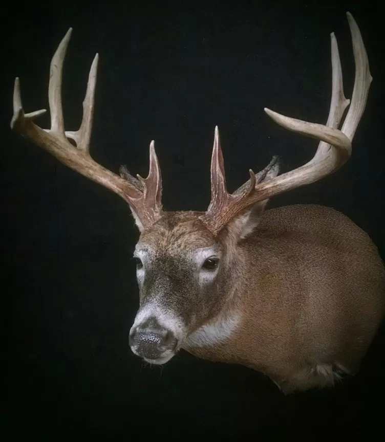 Whitetail Mount 36