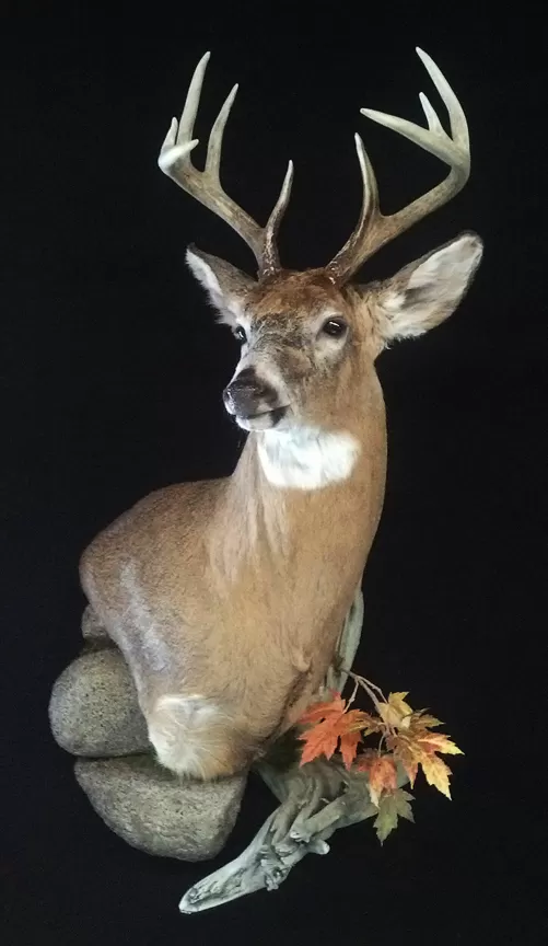 Whitetail Mount 37