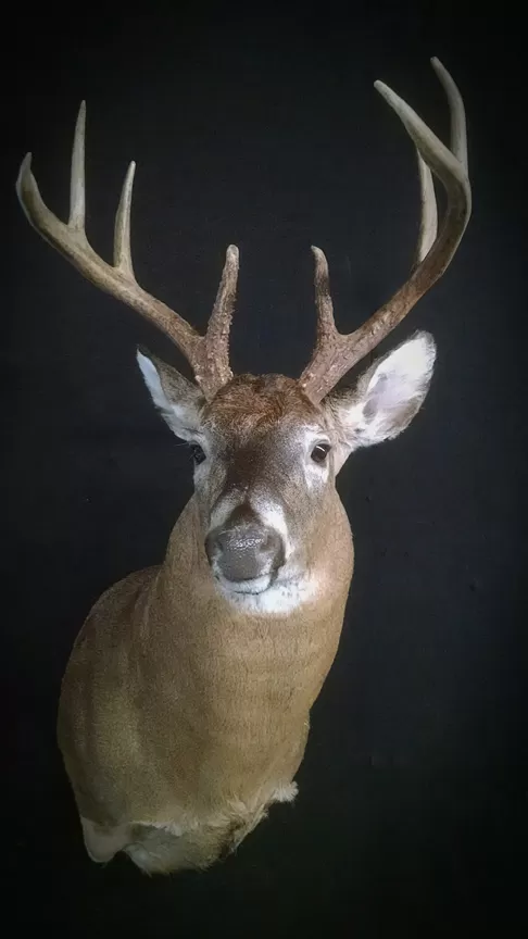 Whitetail Mount 38