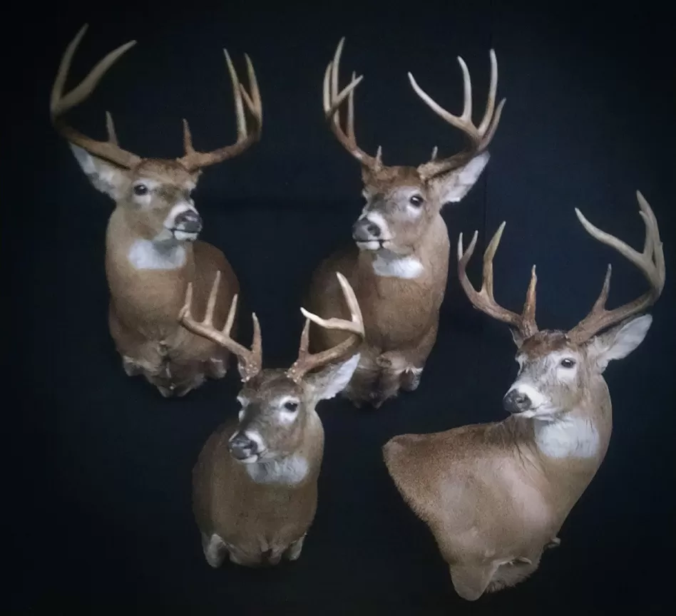 Whitetail Mount 39