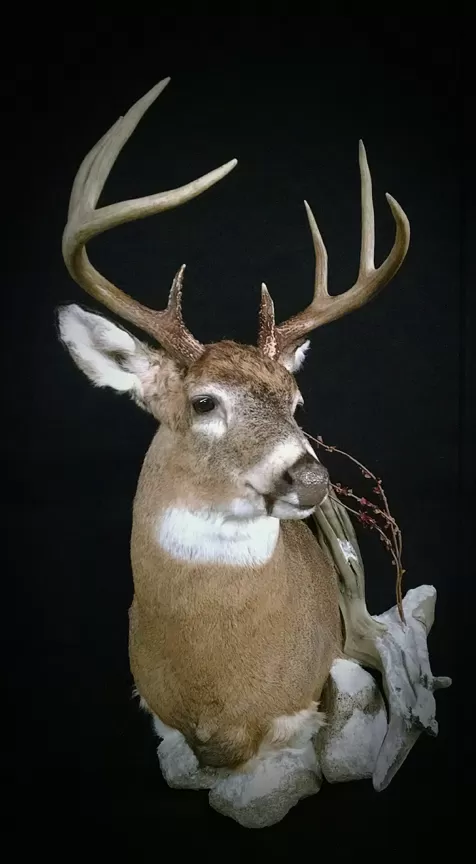 Whitetail Mount 40