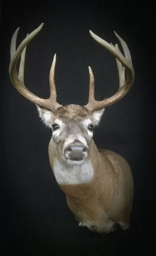 Whitetail Mount 41