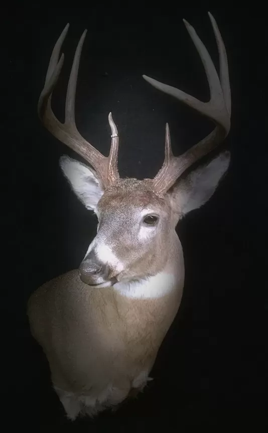 Whitetail Mount 42