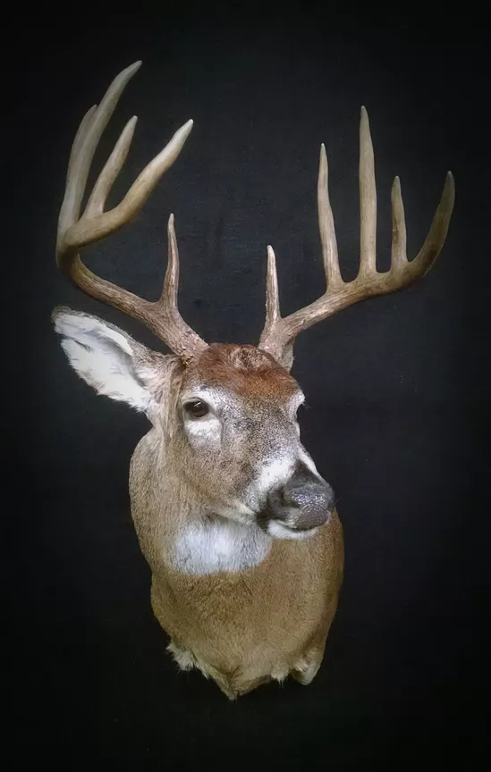 Whitetail Mount 43