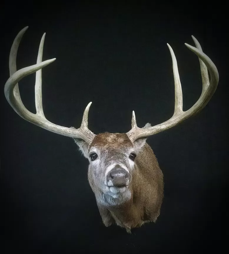 Whitetail Mount 44