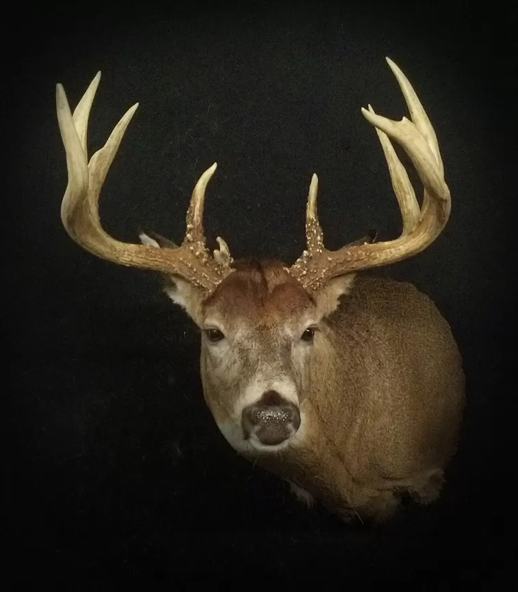 Whitetail Mount 45