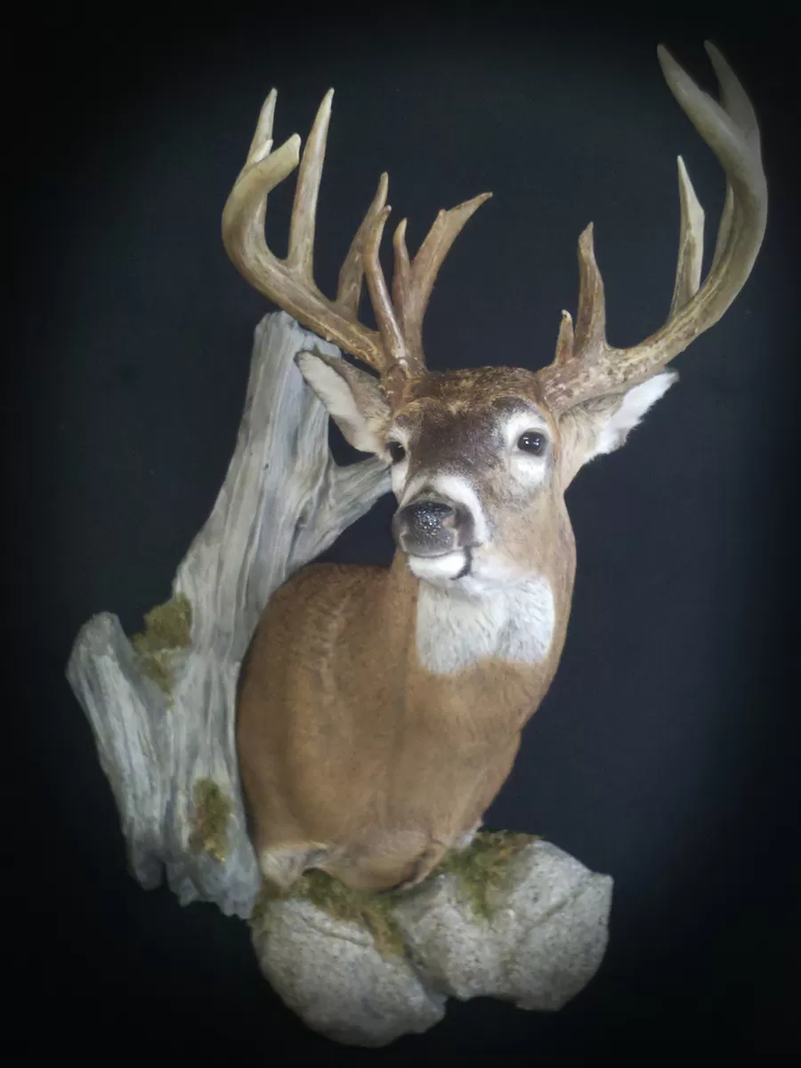 Whitetail Mount 46