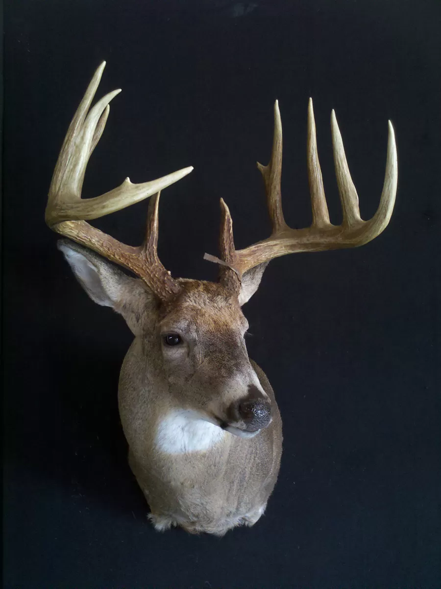 Whitetail Mount 47