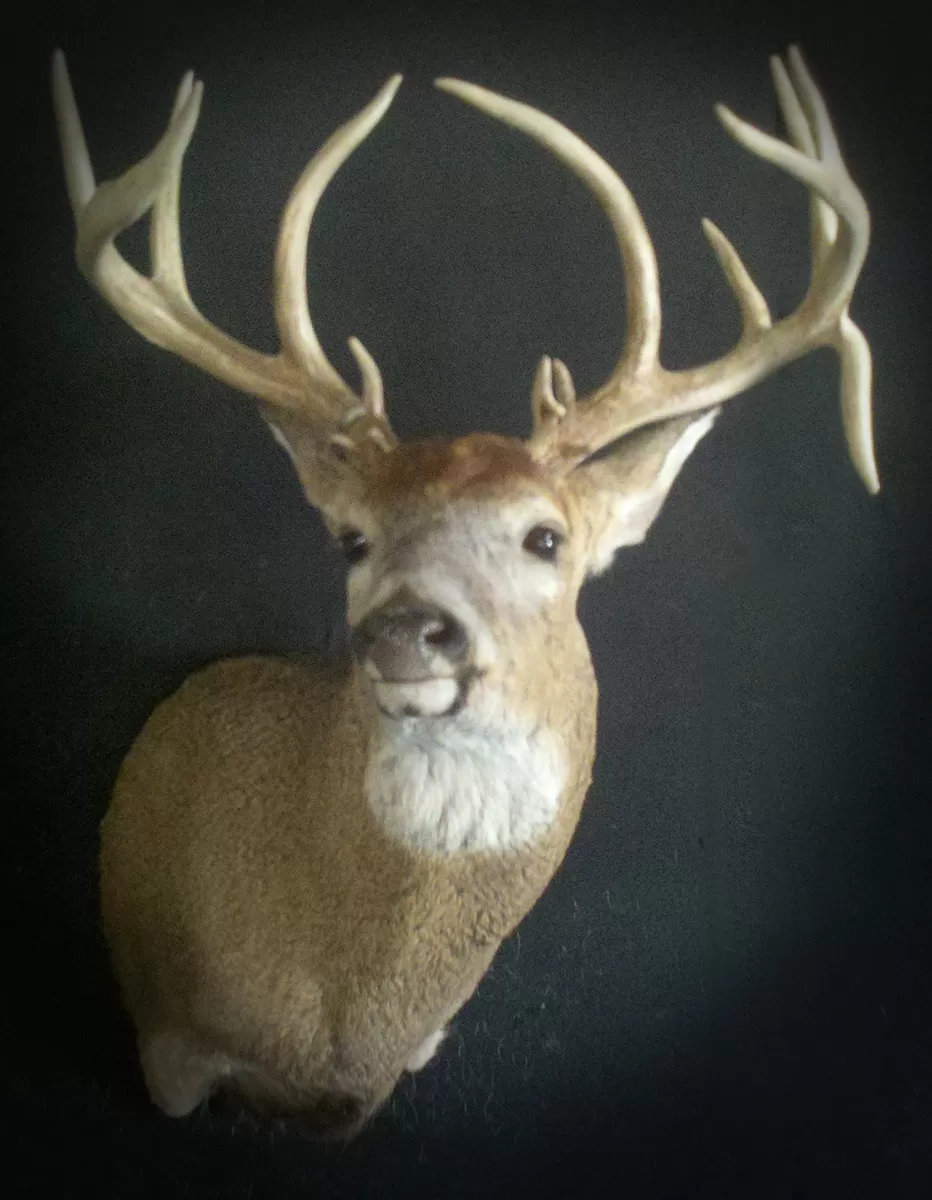 Whitetail Mount 48