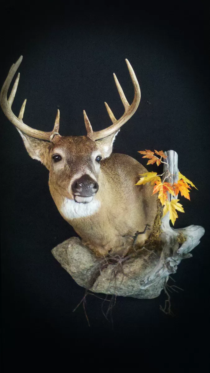 Whitetail Mount 49
