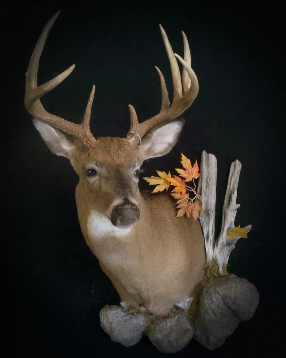 Whitetail Mount 50