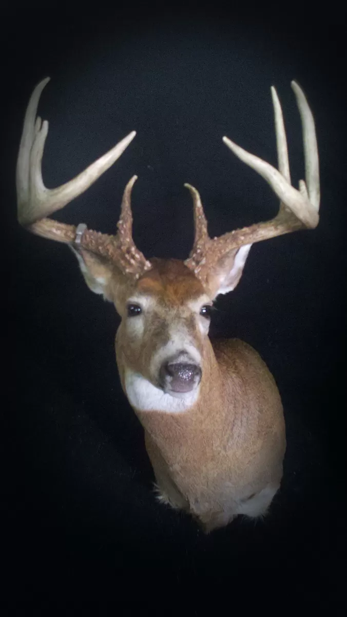Whitetail Mount 51
