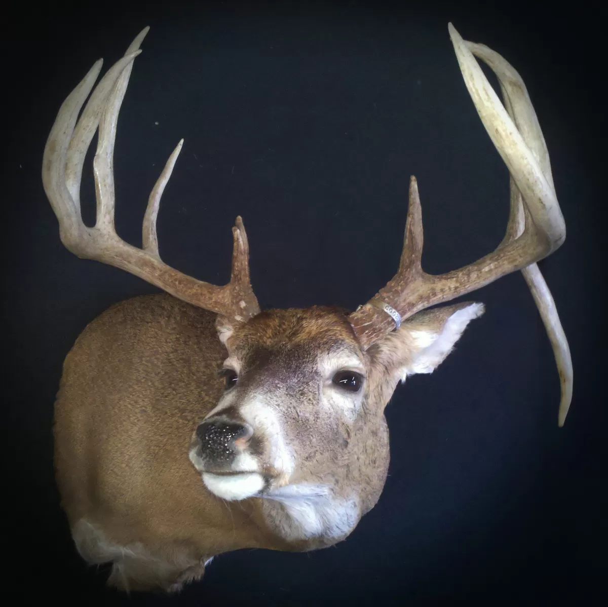 Whitetail Mount 52