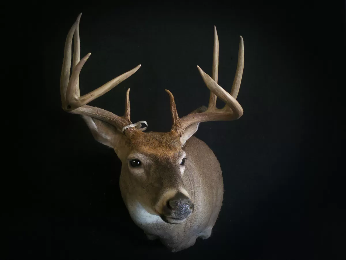 Whitetail Mount 53