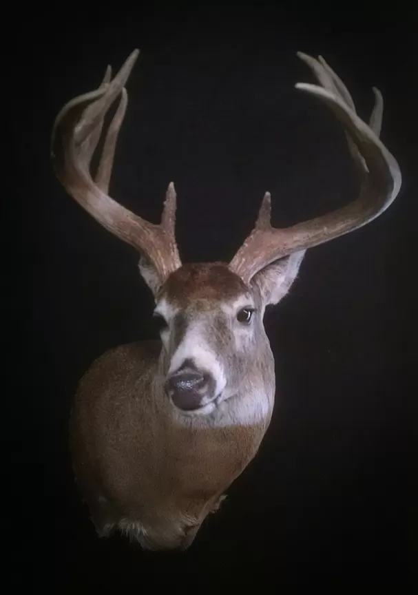 Whitetail Mount 54