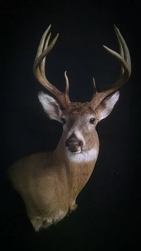 Whitetail Mount 55