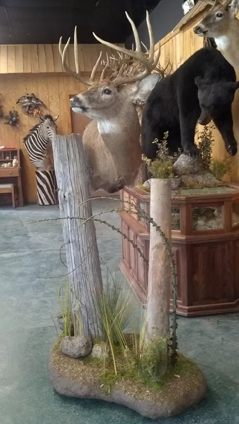 Whitetail Mount 56