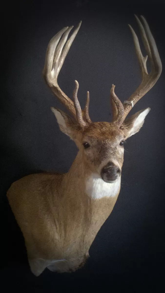 Whitetail Mount 57