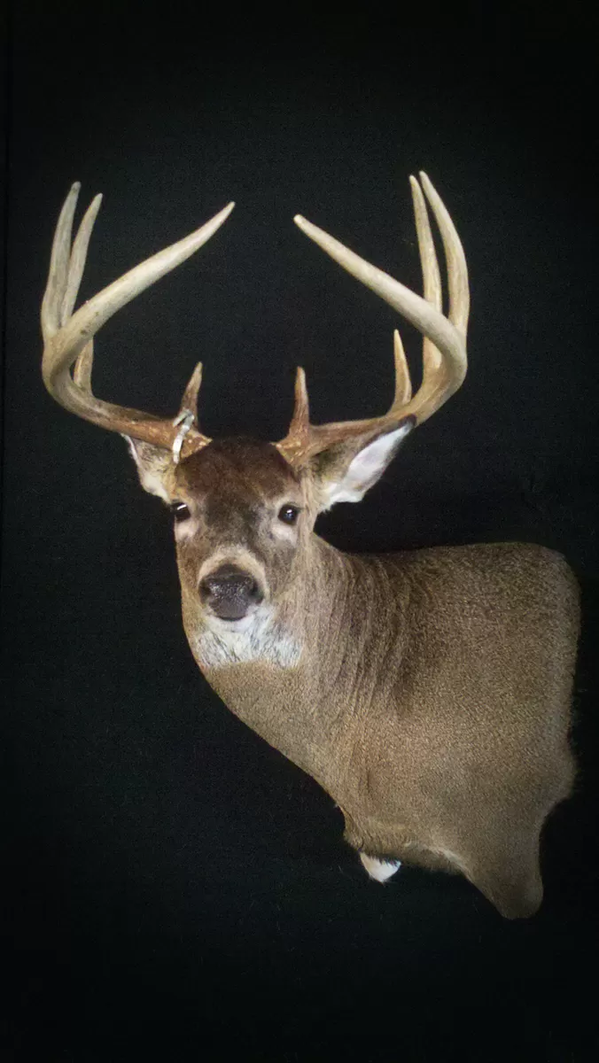 Whitetail Mount 58