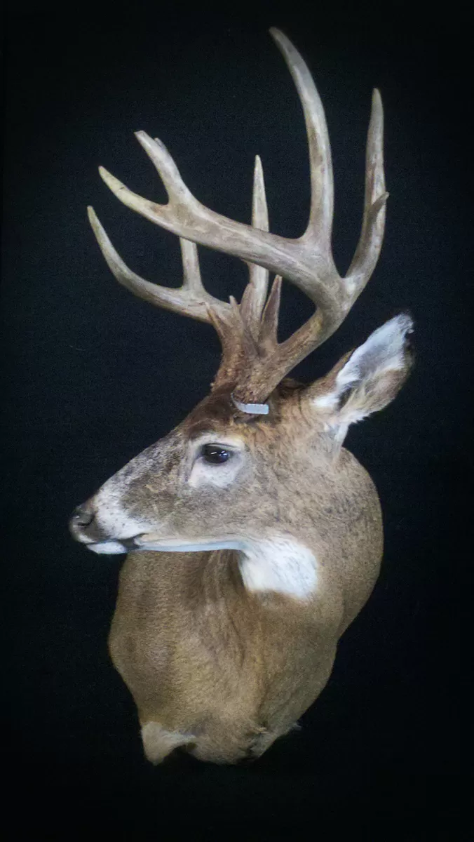 Whitetail Mount 60