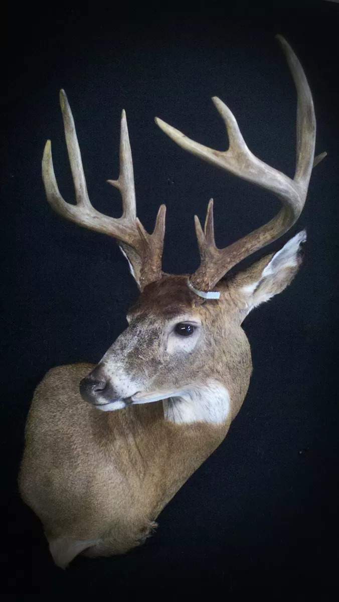 Whitetail Mount 61