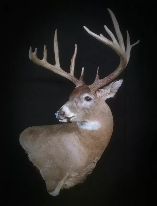 Whitetail Mount 62