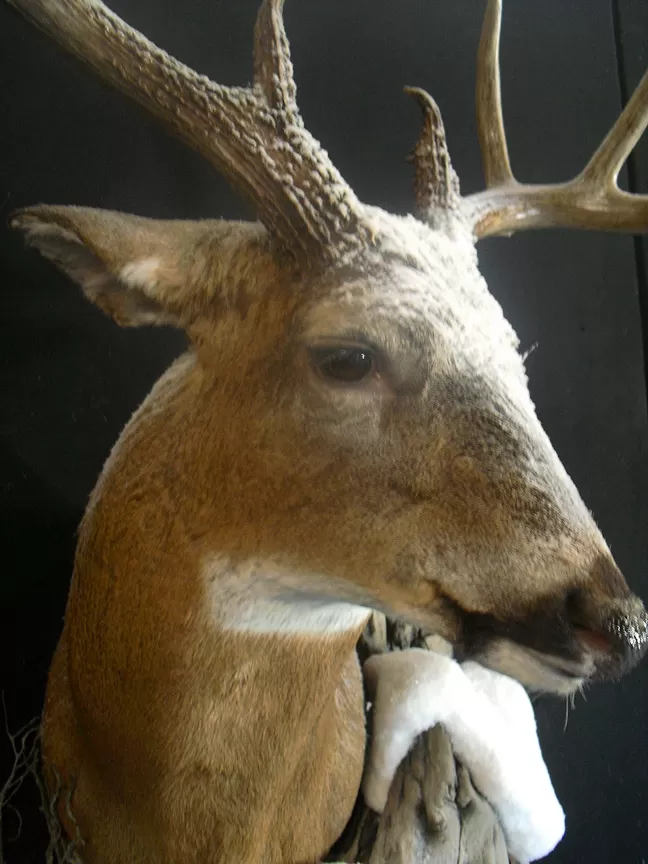 Whitetail Mount 63