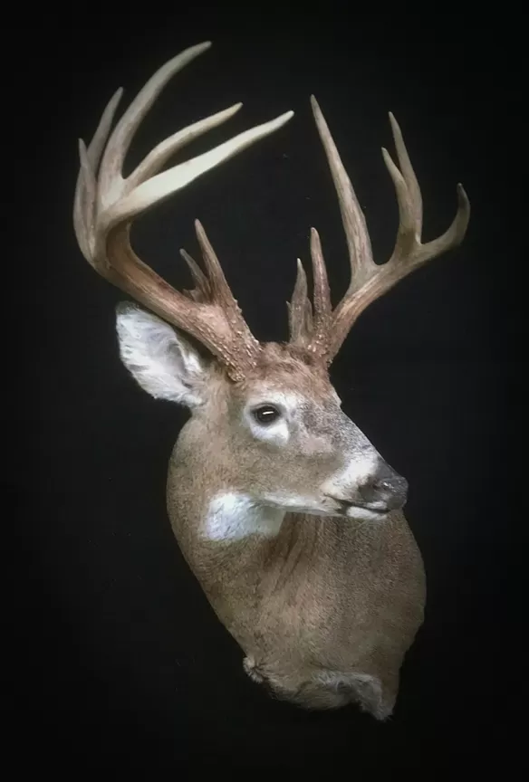 Whitetail Mount 64