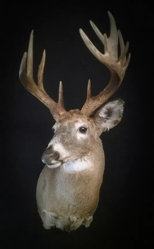 Whitetail Mount 67