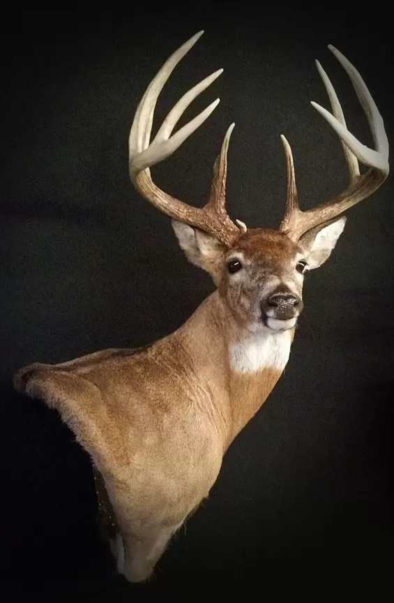 Whitetail Mount 65