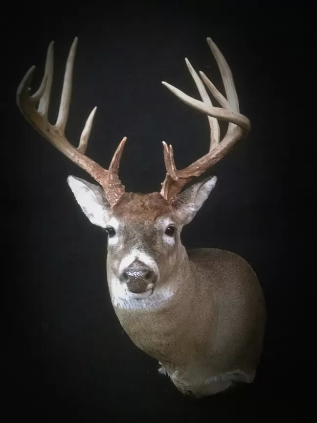Whitetail Mount 66